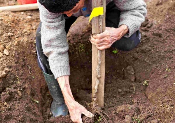 9 avantaje ale plantărilor de toamnă