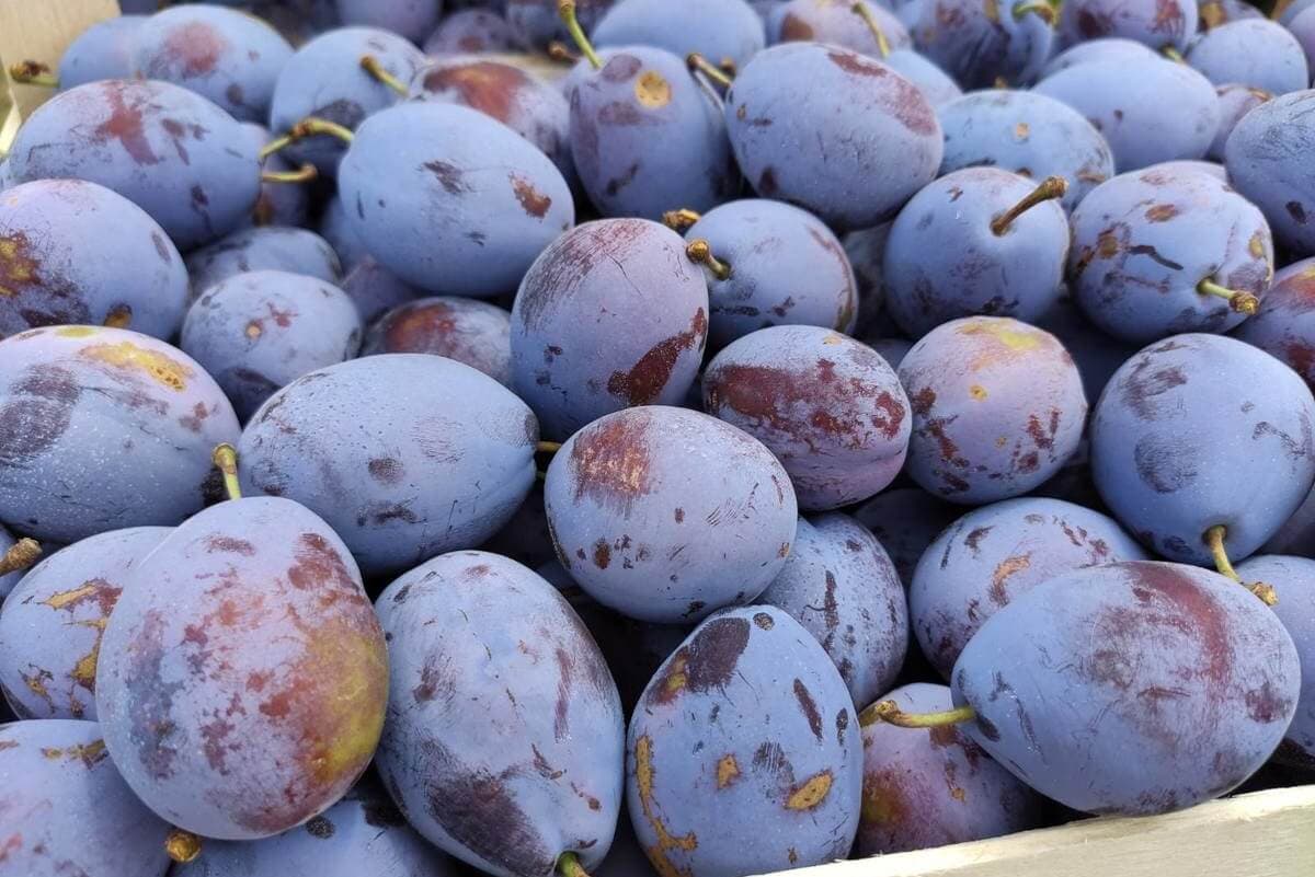 Cota de export în UE a prunelor moldovenești, valorificată