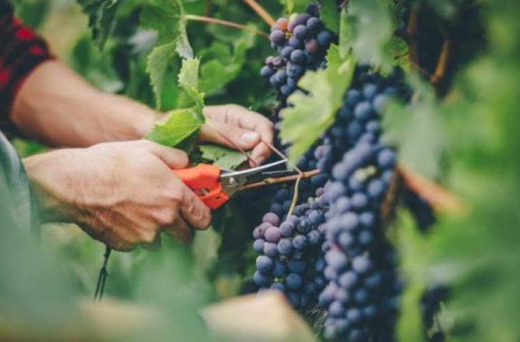 Cum decurge campania de recoltare a strugurilor