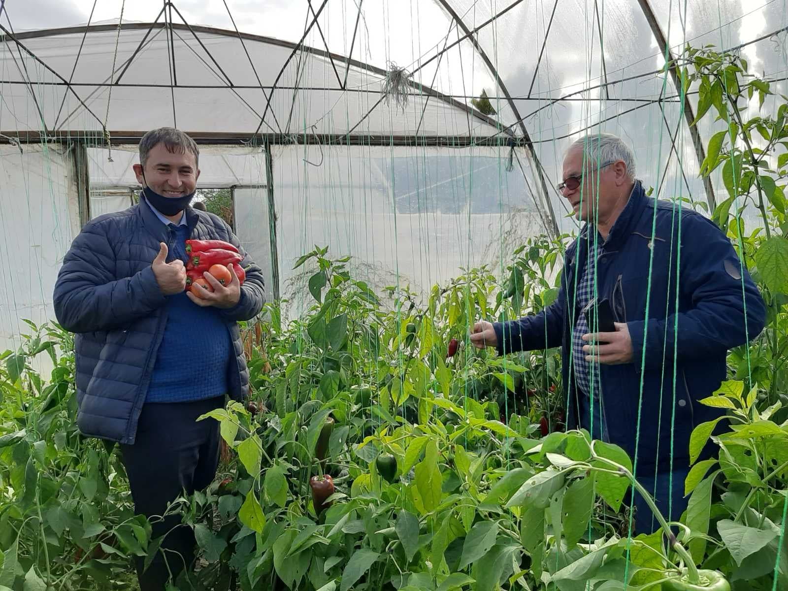 Tot mai mulți agricultori produc legume ecologice / FOTO