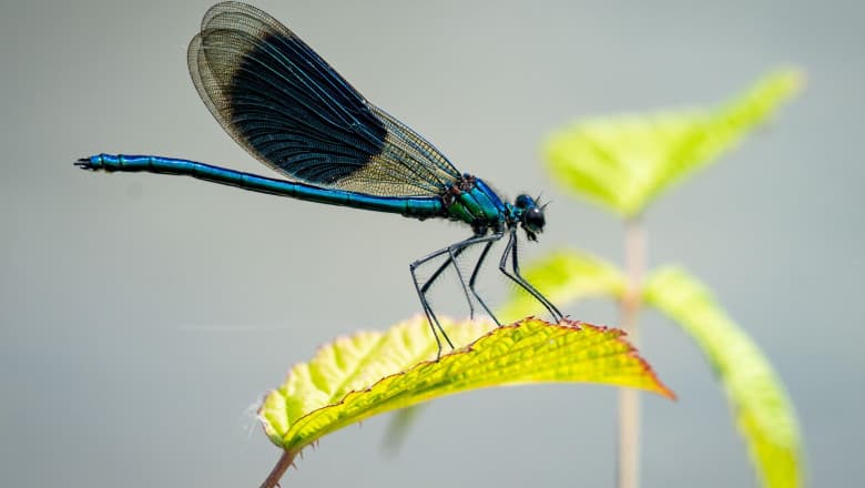 Peste 40.000 de specii de plante și animale sunt pe cale de dispariție