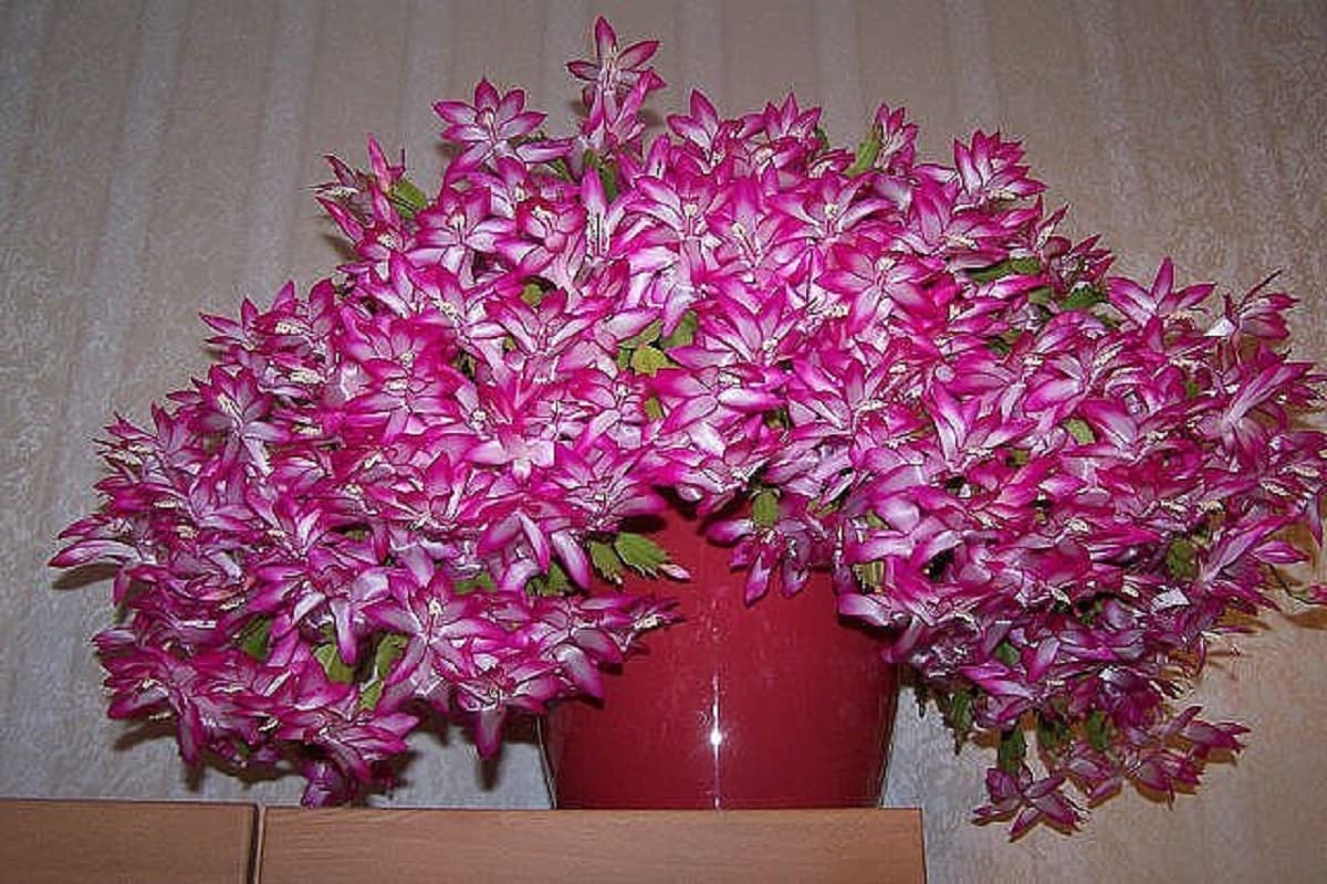Cum să uzi Crăciunelul pentru a stimula înflorirea