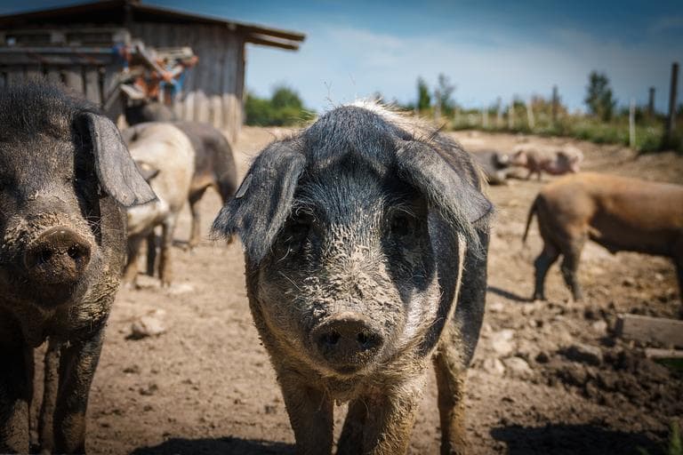 România/ Comercializarea cărnii de porc, sancționată cu amenzi