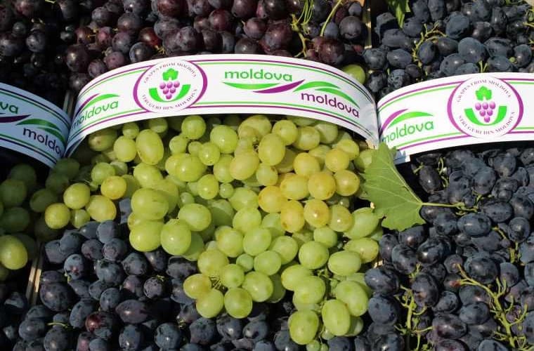 Viticultorii intenționează să vândă mai mulți struguri în supermarketuri