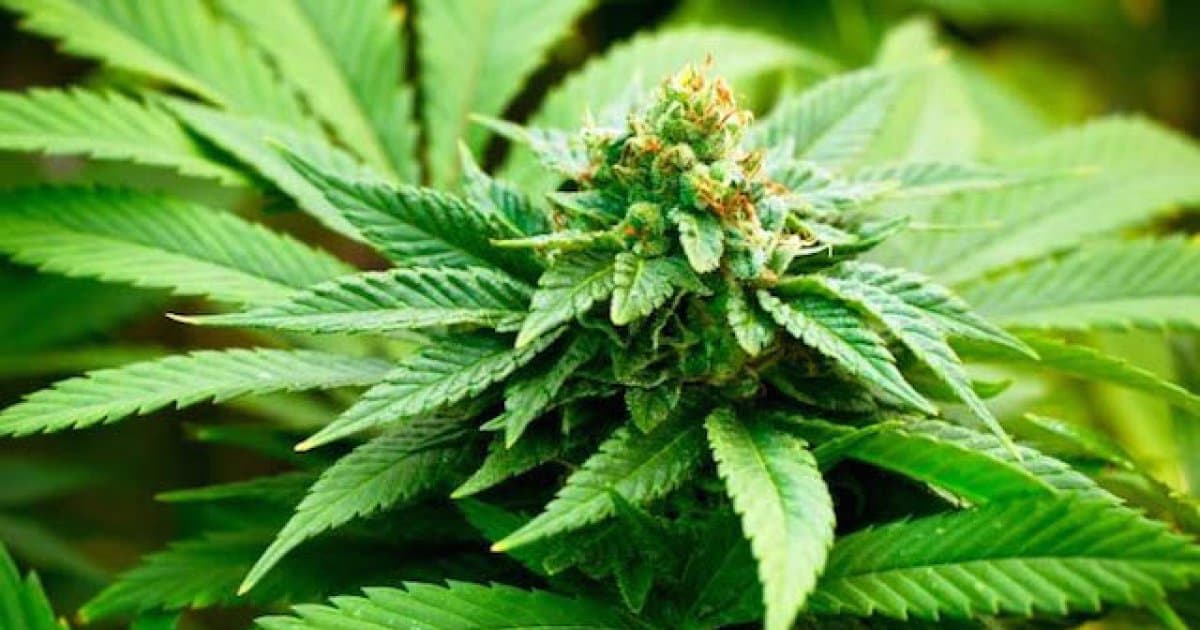 Thailanda legalizează cultivarea canabisului în gospodării
