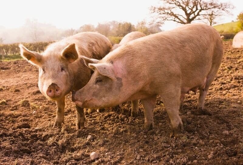 Cât trăiește un porc: factorii care afectează longevitatea