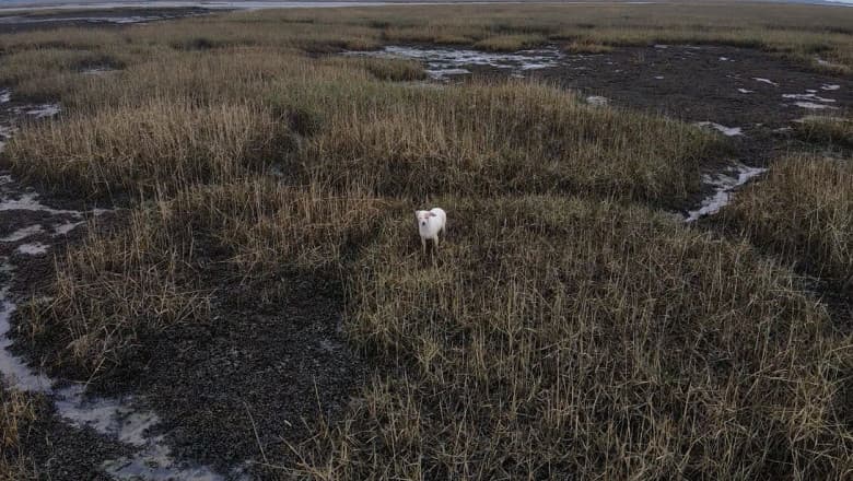 VIDEO & FOTO. Un câine a fost salvat dintr-o zonă periculoasă cu ajutorul cârnaților agățați de o dronă