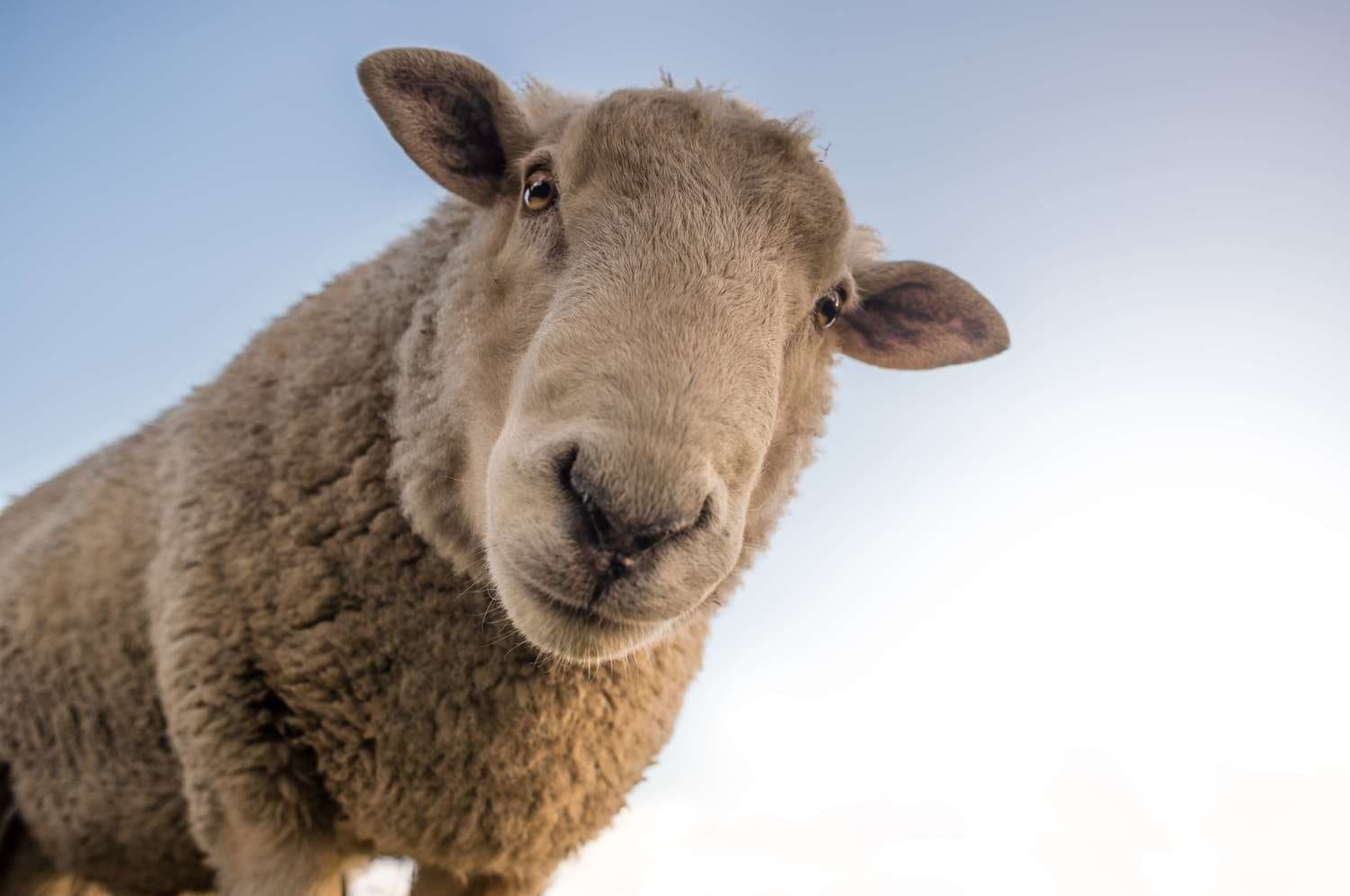 Adoptă o oaie – platforma digitală care aduce profit unei ferme de ovine