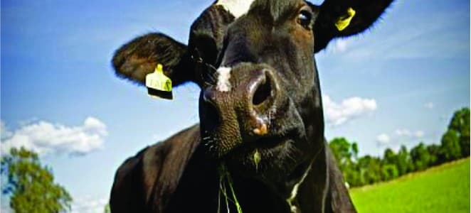 Carnea de vită dă naştere la dezabateri aprinse în Spania