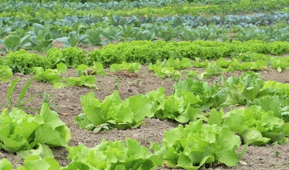 Asocierea legumelor în gradină: cum să diminuezi riscul dăunătorilor