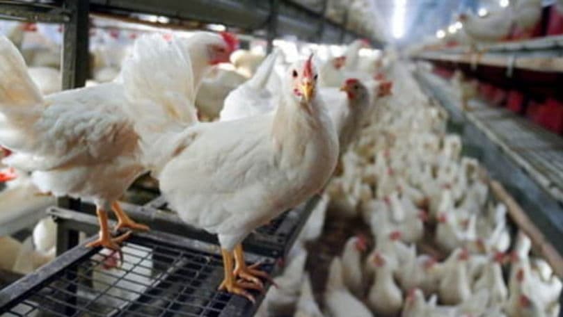Rusia a interzis importul produselor avicole din Moldova