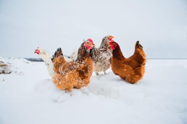 Nutriţia păsărilor: Cât calciu e necesar pentru un ou de 60 g