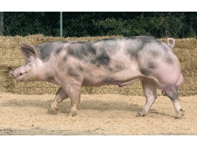 Cât de profitabilă este rasa de porci Pietrain