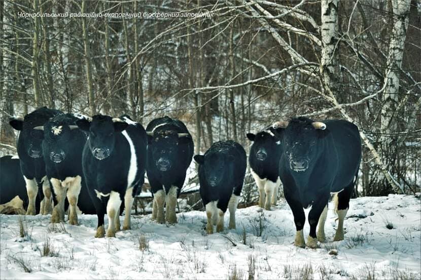 11 vaci furate de la o fermă din Bistrița-Năsăud. Ce au făcut hoții cu animalele