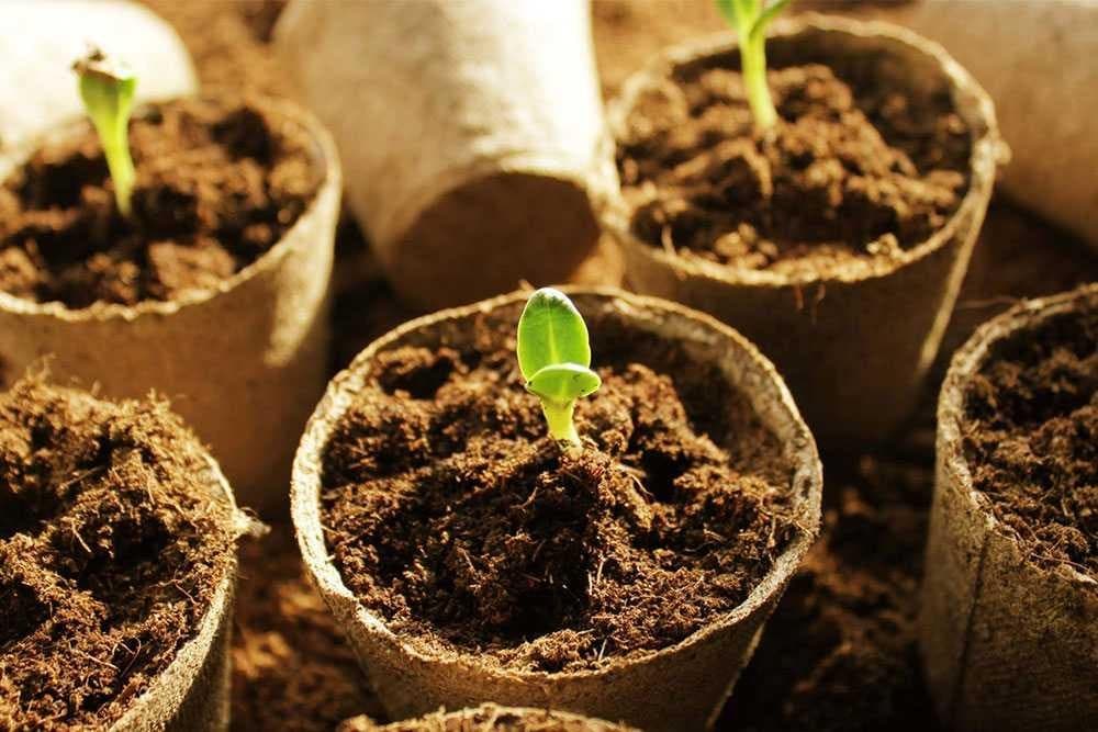 Sfaturi despre producerea răsadurilor de legume în gospodărie