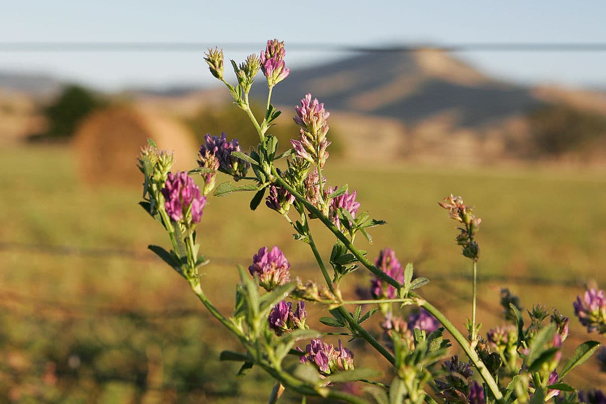 De ce este bine să cultivăm lucerna: Avantajele și proprietățile ei
