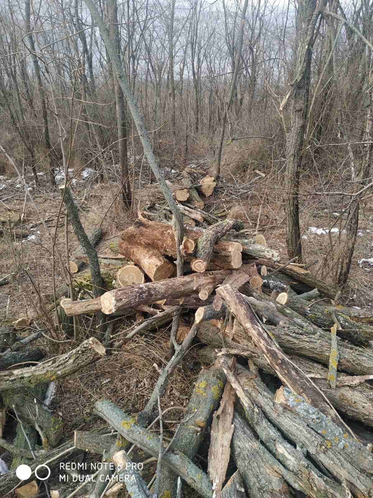 Bărbați prinși în timp ce tăiau ilegal arbori din pădure