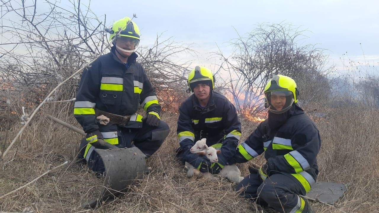 Incendii de vegetație: Doi miei, salvați de flăcări / VIDEO
