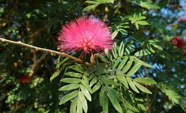 Albizia – O specie decorativă deosebită