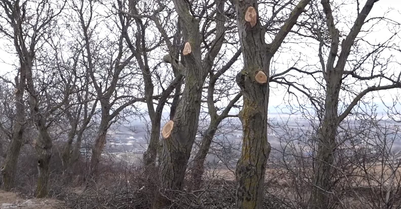 Zeci de copaci de nuci „curățați” într-un mod barbar / VIDEO