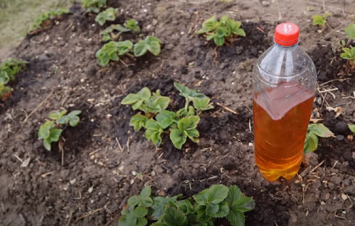 Fertilizarea primăvăratică cu iod a căpșunilor