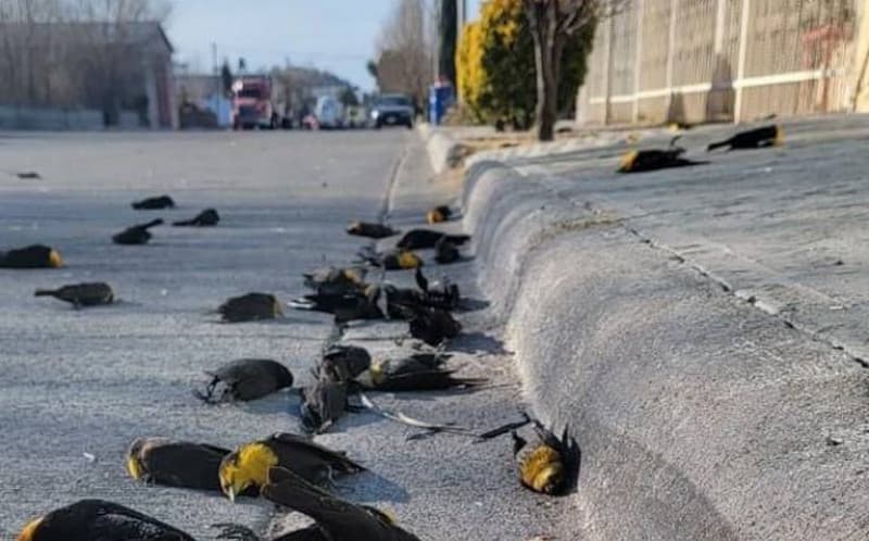VIDEO/ Imagini de coșmar în Mexic. Păsări se prăbușesc brusc la pământ