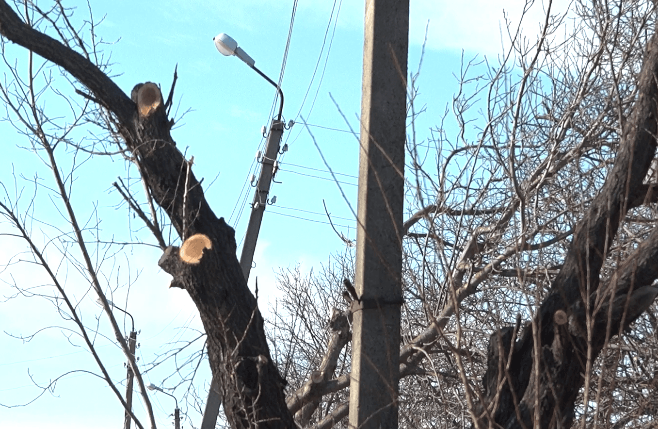 Furnizorul de energie electrică le-a ciopârțit copacii