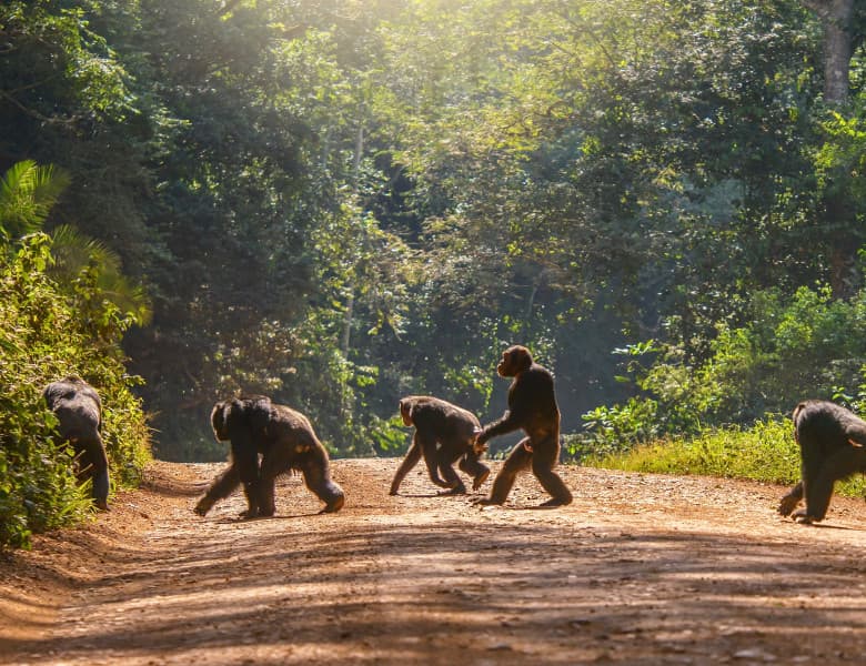 O specie de cimpanzei din Gabon îşi tratează rănile deschise cu insecte