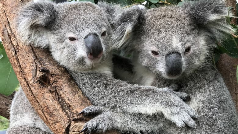 Ursul koala a fost inclus în lista animalelor în pericol de dispariție