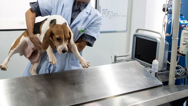 Elvețienii vor vota pentru interzicerea testelor pe animale
