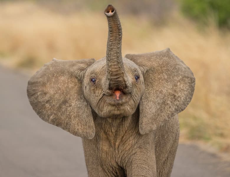 Acest pui de elefant iubește camera de fotografiat