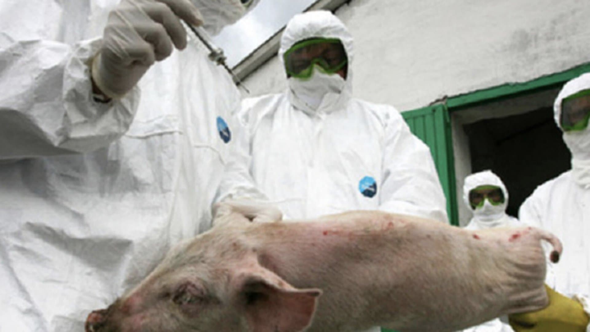 România va testa vaccinul împotriva Pestei Porcine