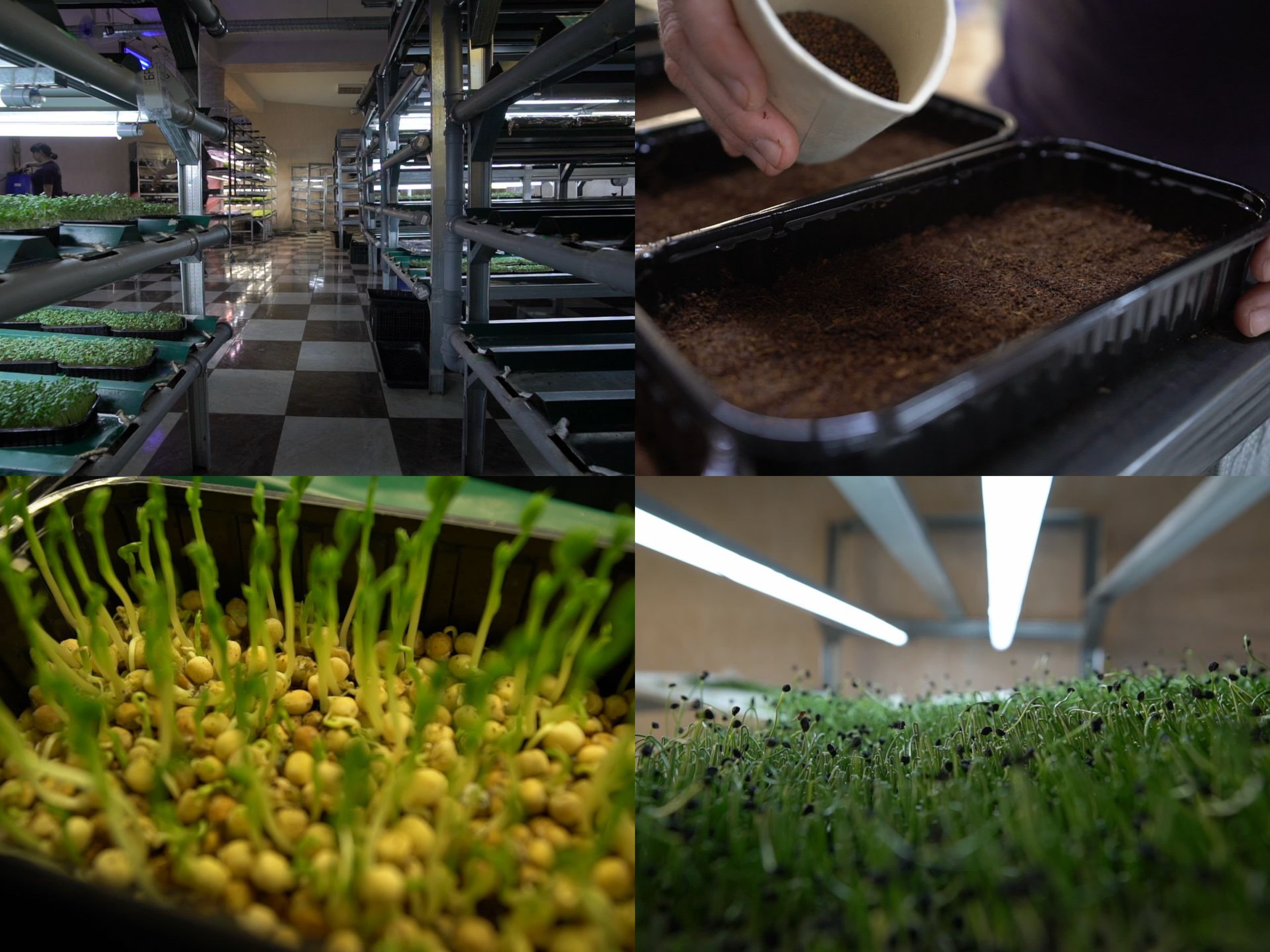 Microplantele – o afacere de succes în Moldova