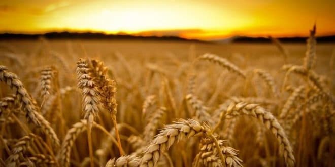FAO: Plantațiile globale de grâu ar putea să se extindă