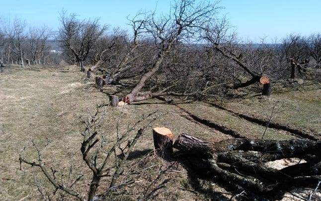 De ce se defrișează mai multe livezi decât se plantează