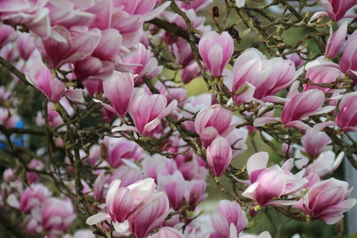 Cum se plantează magnolia și în ce condiții