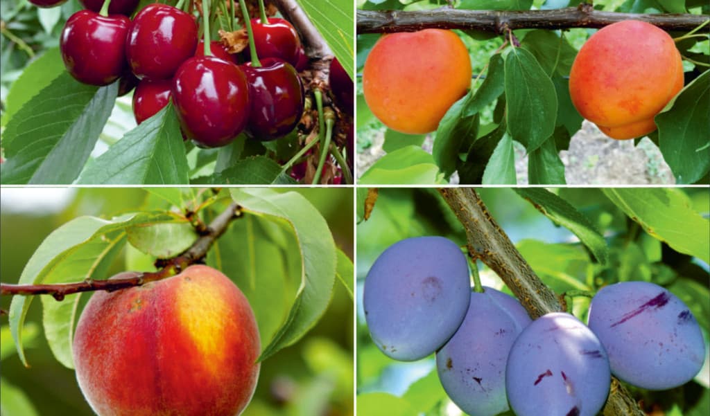 20 000 tone de fructe, calitatea Premium, au fost exportate în UE