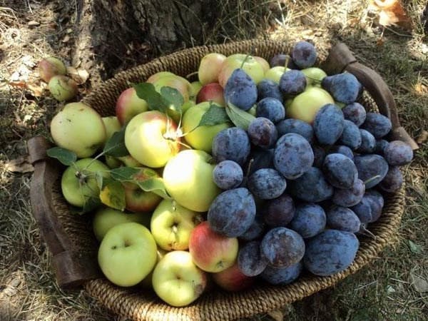 Recoltă peste așteptări de mere și prune în 2021