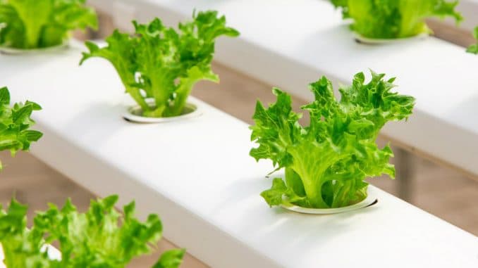 Practici agricole ecologice utilizate de 1/3 din fermele din lume