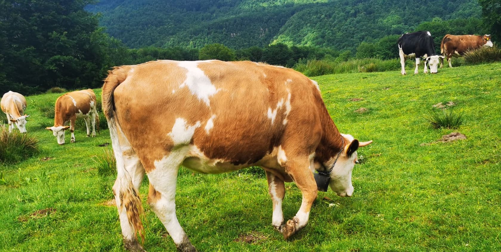 Ecoscheme – Creșterea nivelului de bunăstarea a vacilor de lapte