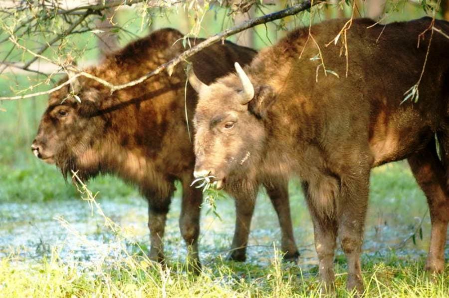 Ce a mai rămas din fauna sălbatică a Moldovei?