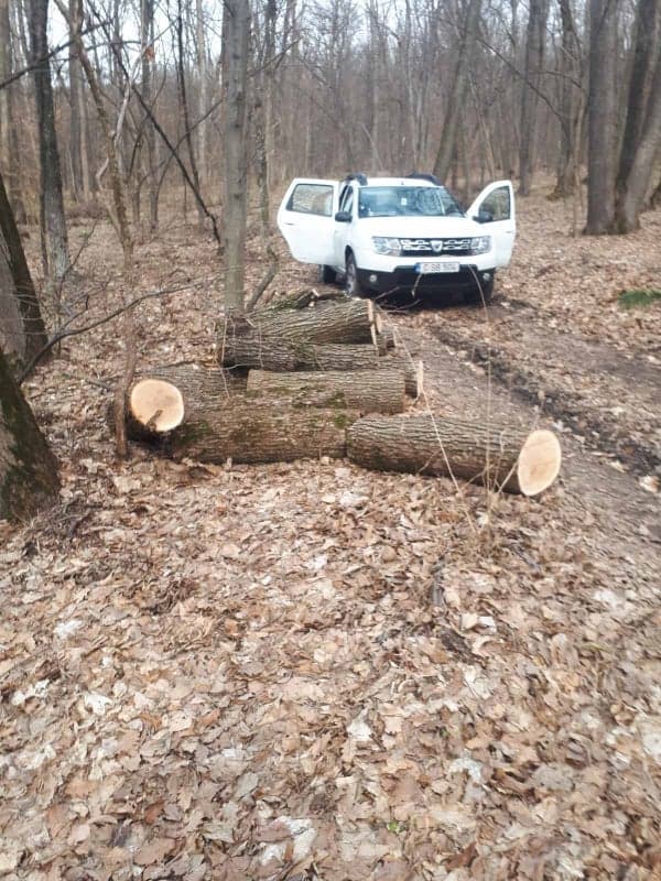 Doi bărbați din Călărași au fost prinși în timp ce tăiau copaci