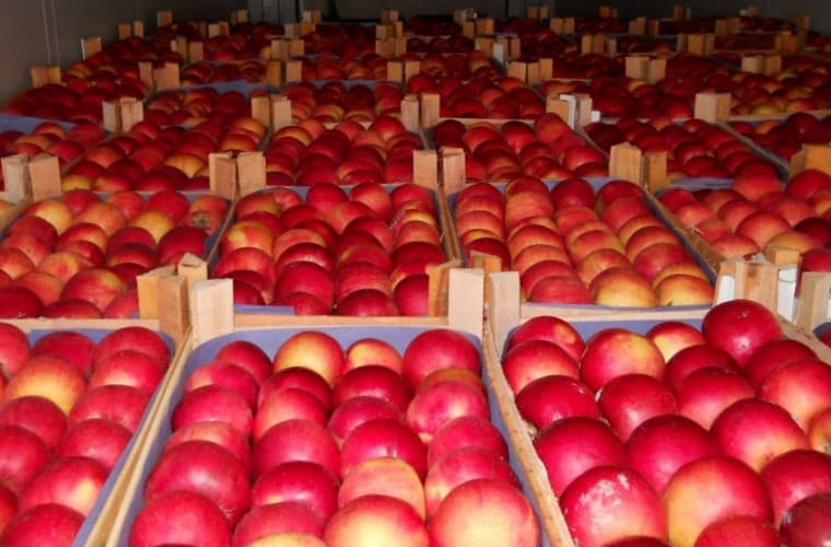 Merele pregătite pentru export, acum ajung la procesare