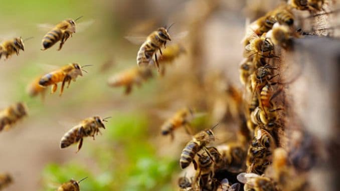 Protecția plantelor, neonicotinoidele și populația de albine