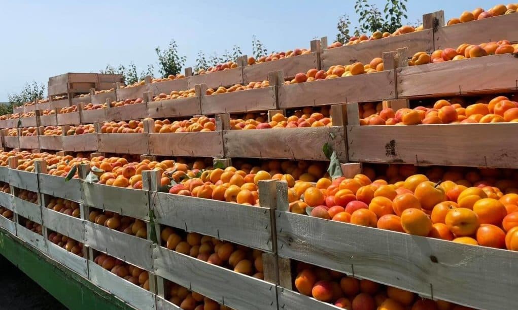Moldova are șanse să crească exportul de caise în UE