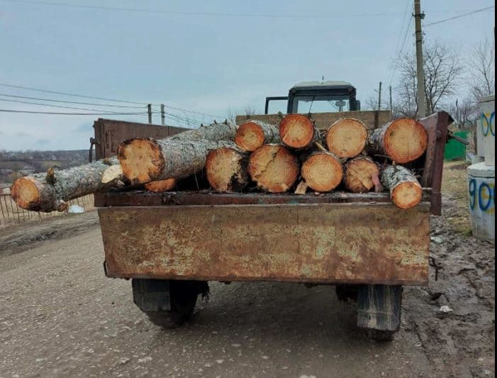 Tăieri ilegale de pini, la Fălești. A fost depistat un tractor cu lemn furat