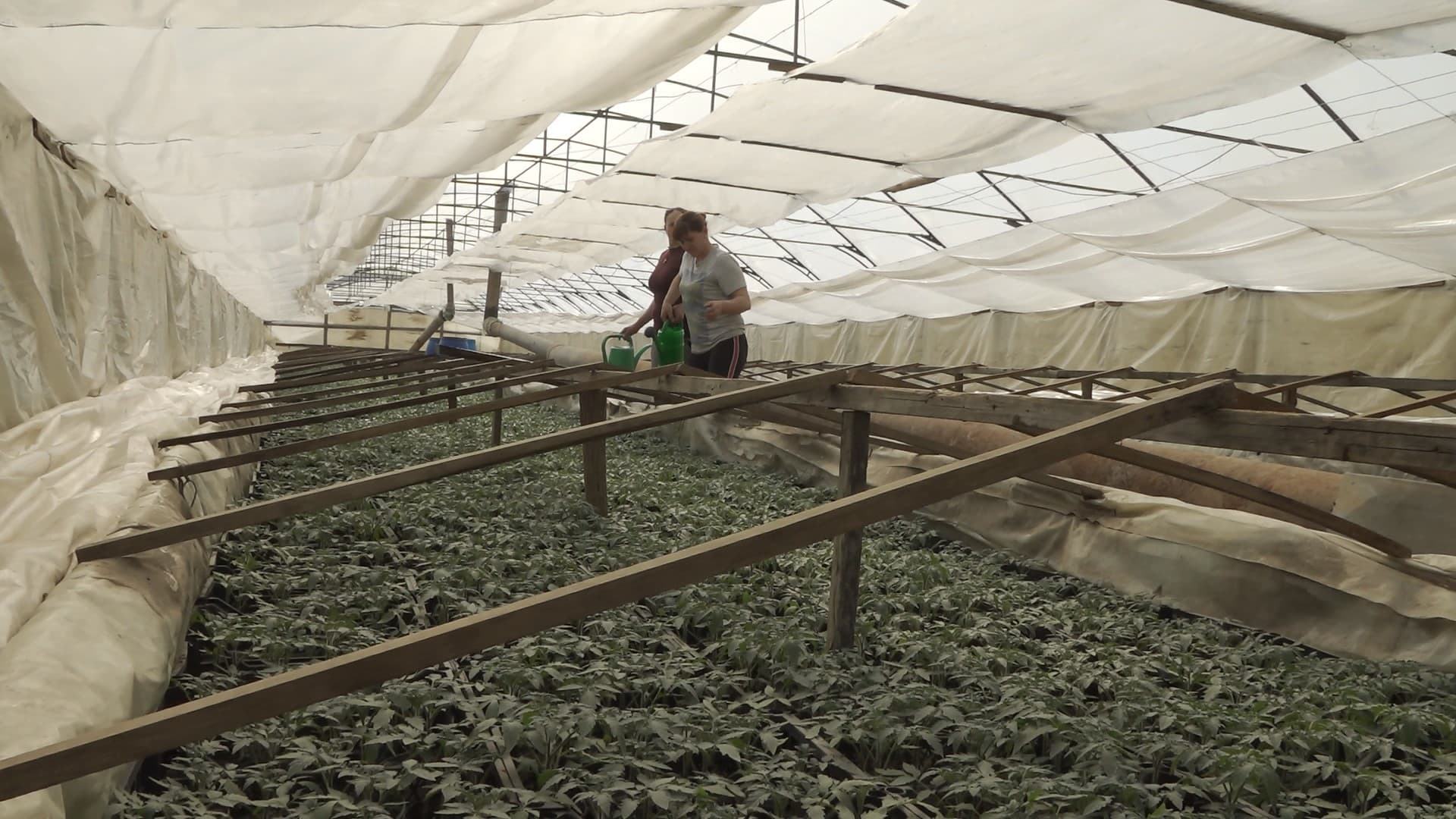 Legumicultorii se pregătesc pentru transplantarea răsadului în sere