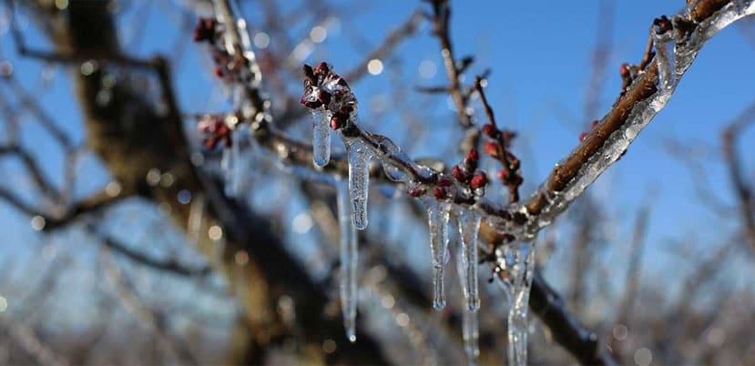 Nu există motive de îngrijorare din cauza temperaturilor negative