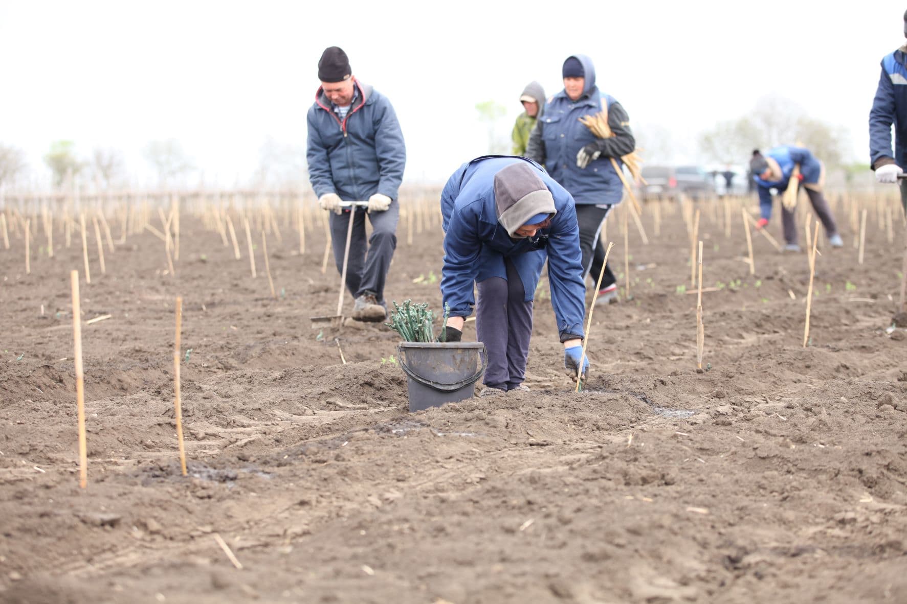 Premieră pentru sectorul vitivinicol din Moldova / FOTO