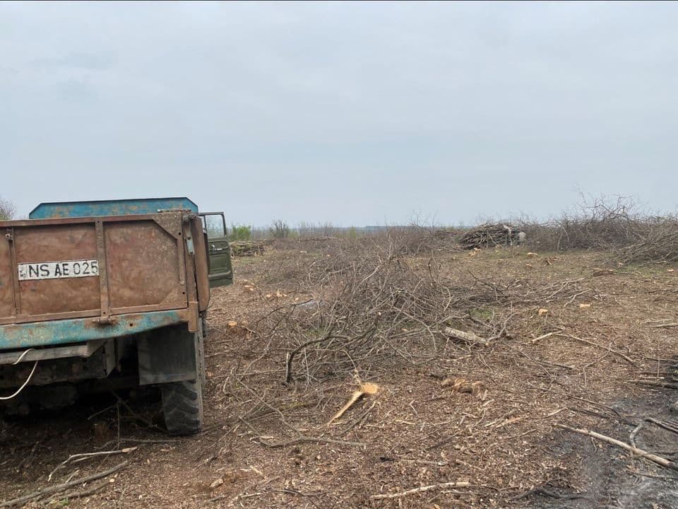 Tăieri ilicite de copaci la Cărpineni, Hâncești. Ce amenzi riscă?